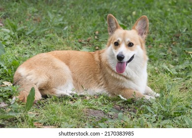 A Pembroke Welsh Corgi Dog Owned By Queen Elizabeth II Of Great Britain And Her Parents. Elizabeth II Was Fond Of Dogs Of This Breed Since Childhood.