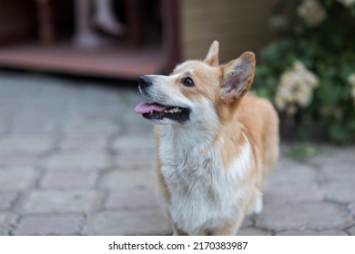 A Pembroke Welsh Corgi Dog Owned By Queen Elizabeth II Of Great Britain And Her Parents. Elizabeth II Was Fond Of Dogs Of This Breed Since Childhood.