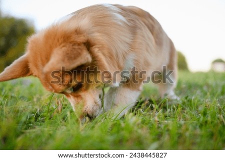 Pembroke Welsh Corgi dog snorts and digs a hole in the grass in the backyard while walking, doing dog business. Purebred dog spends time outdoors in the summer