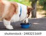 Pembroke Welsh Corgi dog walks in a city park on a sunny day. Drinks water from a collapsible bowl. Cheerful fussy puppies. Raising puppies, cynology, training