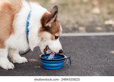 Pembroke Welsh Corgi dog walks in a city park on a sunny day. Drinks water from a collapsible bowl. Cheerful fussy puppies. Raising puppies, cynology, training - Powered by Shutterstock