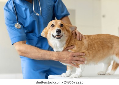 Pembroke Welsh Corgi during checkup at vet clinic, male veterinarian touching and examining afraid dog, closeup - Powered by Shutterstock