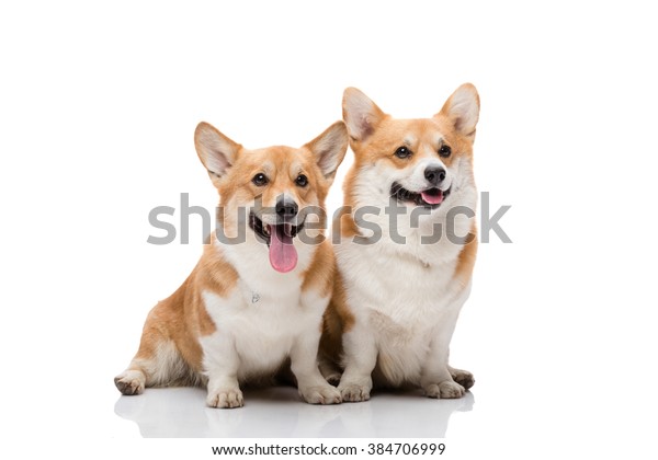 is a male or female corgi better