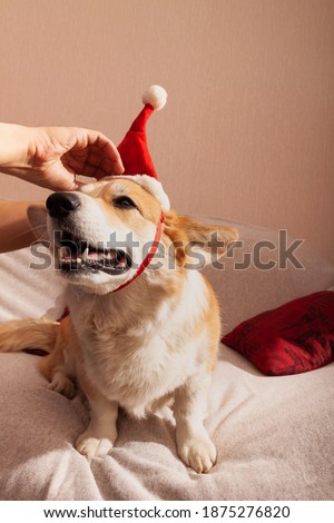 Pembroke Welsh Corgi on a sofa with a red Christmas cap on his head. Dog with a Santa Claus's hat.