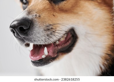 Pembroke Welsh Corgi on studio background, close-up portrait of smiling dog showing tongue - Powered by Shutterstock