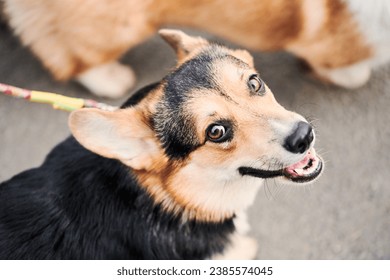 Pembroke Welsh Corgi on a walk. Portrait of a dog in the autumn park - Shutterstock ID 2385574045