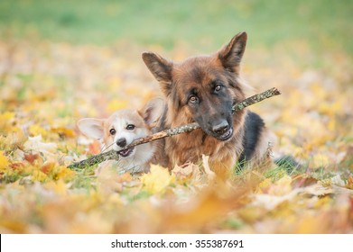Pembroke welsh corgi puppy and german shepherd dog playing with a stick