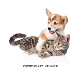 Stockfoton Bilder Och Fotografier Med Dog Cat Hug Shutterstock