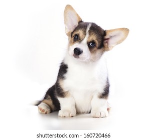 Pembroke Welsh Corgi Puppy. Isolated On White Background