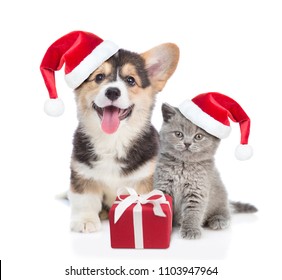 Pembroke Welsh Corgi puppy and kitten in red christmas hats sitting with gift box. isolated on white background