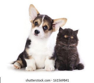 Pembroke Welsh Corgi Puppy And  Kitten