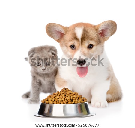 Pembroke Welsh Corgi puppy with kitten sitting with a bowl of dry food. isolated on white background