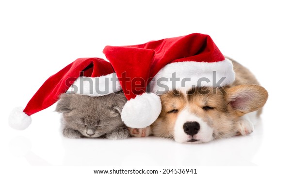 Pembroke Welsh Corgi Puppy Kitten Red Stock Photo Edit Now 204536941