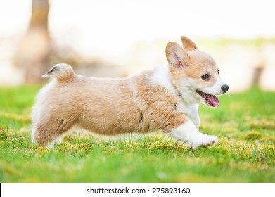 Pembroke Welsh Corgi Puppy Running