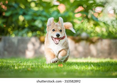 Pembroke Welsh Corgi Puppy Running