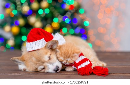 Pembroke welsh corgi puppy wearing funny santa hat sleep and hugs cute kitten on festive Christmas background