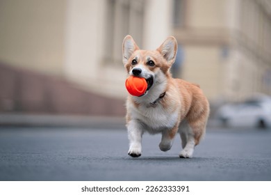 Pembroke Welsh Corgi runs down the street with an orange ball in his mouth. Dog in the city. Pet playing with a ball