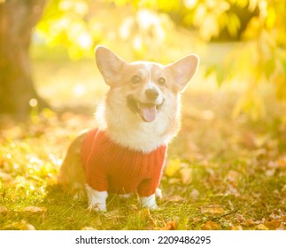 Pembroke Welsh Corgi Wearing Warm Knitted Sweater Sits At Autumn Park In Sunset