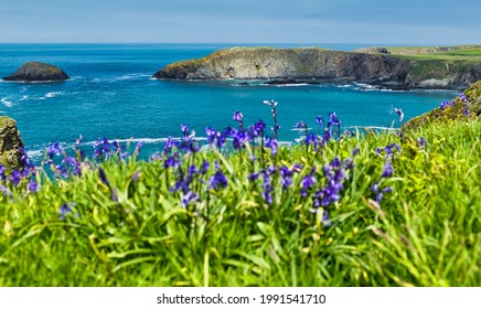 Pembrokeshire Coast Path With Bluebells