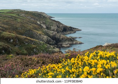 40,101 Coastal flower Images, Stock Photos & Vectors | Shutterstock