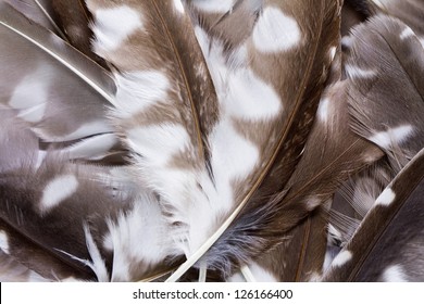 pen feathers of Boreal Owl background close up