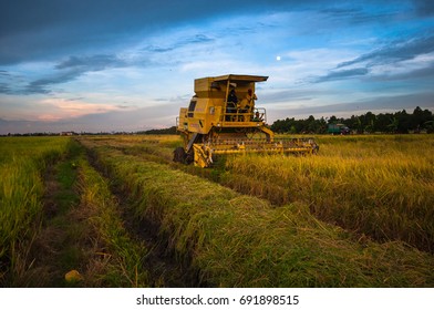 PENAGA, MALAYSIA- AUGUST 8; Workers use machines to harvest rice at paddy fields in Sekinchan, Malaysia on 8 AUGUST 2017. Penaga is one of the major rice suppliers in Malaysia.