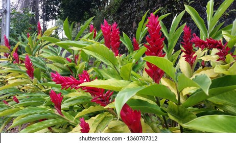 Penang Botanical Garden Images Stock Photos Vectors Shutterstock