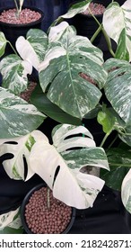 Penang, Malaysia - 10th January 2022 : Defocused Image. Unique, Rare And Expensive Monstera Albo Tropical Houseplant, Are Potted For Sale. Nature Concept. Popular Houseplant. 