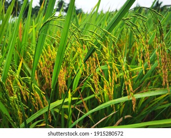 Penang Malaysia, Paddy Tree Sawah Padi