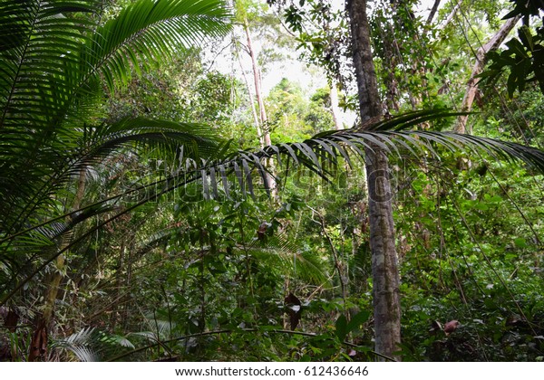 Penang National Park Taman Negara Pulau Stock Photo Edit