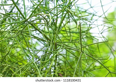 Pencil Cactus (Euphorbia Tirucalli)