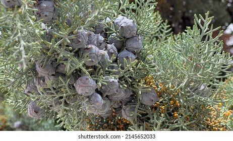 Pencil Column Blue Cypress Tree And Seeds