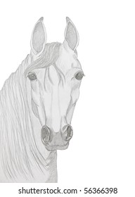 Bleistiftzeichnung eines arabischen Pferdes, nur Kopf