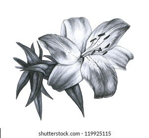 Pencil Drawing Flower Hd Stock Images Shutterstock Lotus drawing in color pencils | flower drawing step by step i am showing how to draw lotus flowers using colored pencils. https www shutterstock com image photo pencil drawing lily white background 119925115