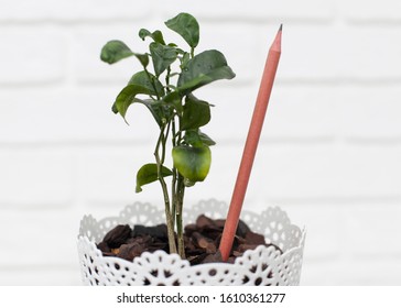 pencil with plant seeds in a pot. Potted plant with a pencil that grows with different types of agricultural crops on a white wall background