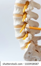 A Pencil Pointing At Lumbar Vertebral Nerve Root Model On White Background