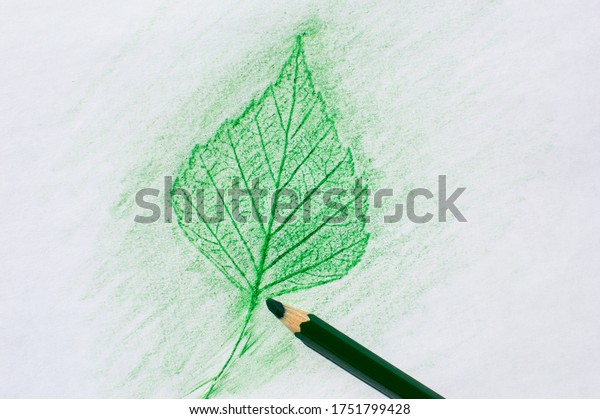 Pencil Rubbing Leaf Birch On White Stock Photo 1751799428 | Shutterstock