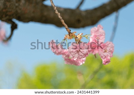 pendent floral cluster with defocused tree limb, green shrub, and blue sky