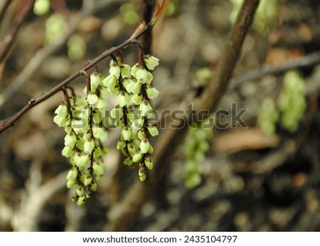 Pendent racemes of 4-petalled pale yellow flowers of Stachyurus, a deciduous shrub, native to the Himalayas and eastern Asia