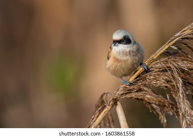 Pendolino Tit In The Reeds