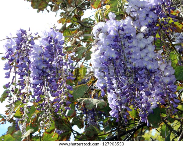 Pendulous Weeping Racemes Wisteria Sinensis Spring Stock Photo (Edit ...