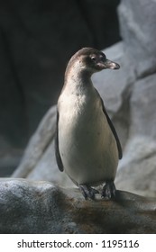 penguin