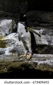 penguin