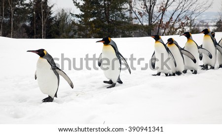 Penguin