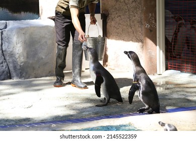 Penguin Animal Eat Food In The Zoo