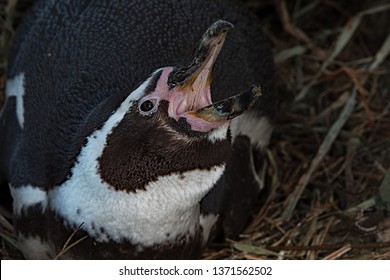 Penguin With Beak Wide Open Showing Her Teeth.