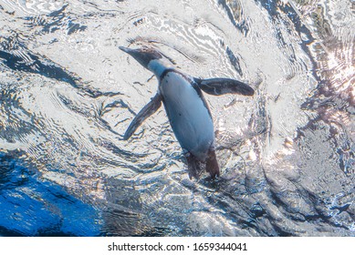 428 Penguin belly Stock Photos, Images & Photography | Shutterstock