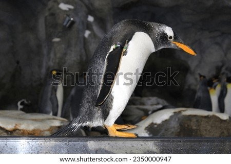 Penguin black white bird zoo