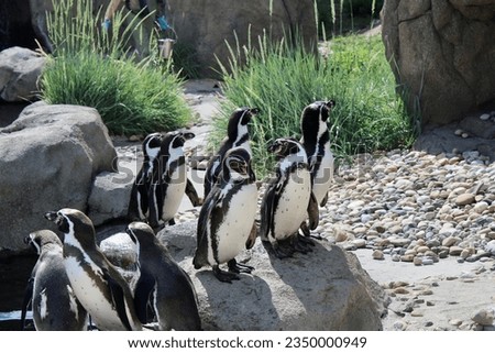 Penguin black white bird zoo