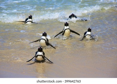 A Penguin At The Boulder Beach In South Africa